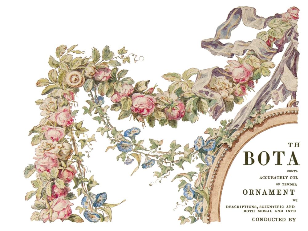 THE BOTANIST – transfer decorativ – set de 4 pagini A3 - imagine 6