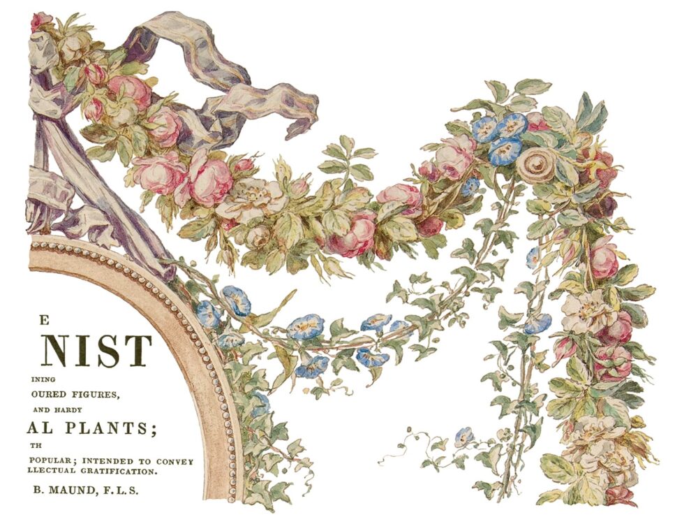 THE BOTANIST – transfer decorativ – set de 4 pagini A3 - imagine 5