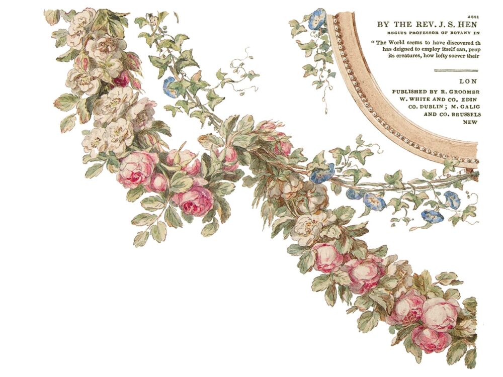 THE BOTANIST – transfer decorativ – set de 4 pagini A3 - imagine 8