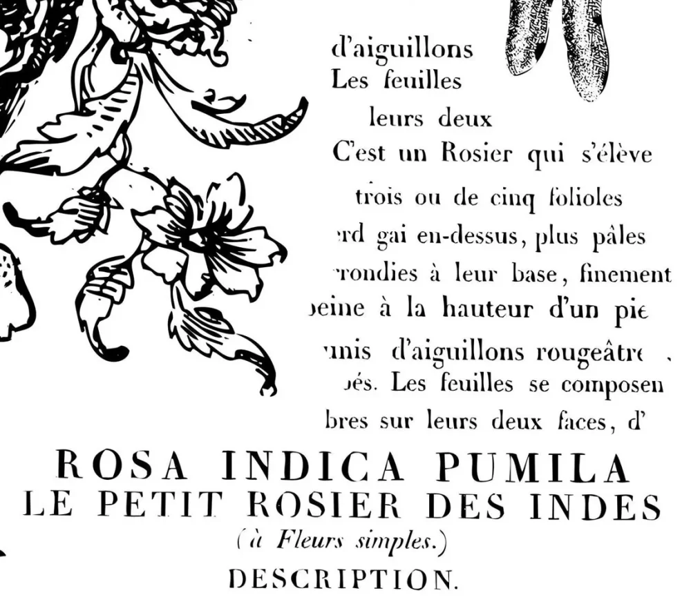 Rose Toile – ștampila decorativa IOD - imagine 5