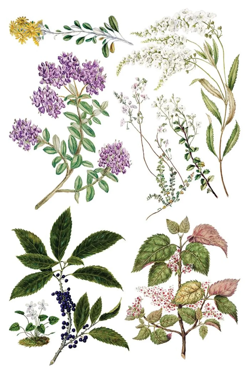 Sarah Featon’s Botanicals transfer decorativ