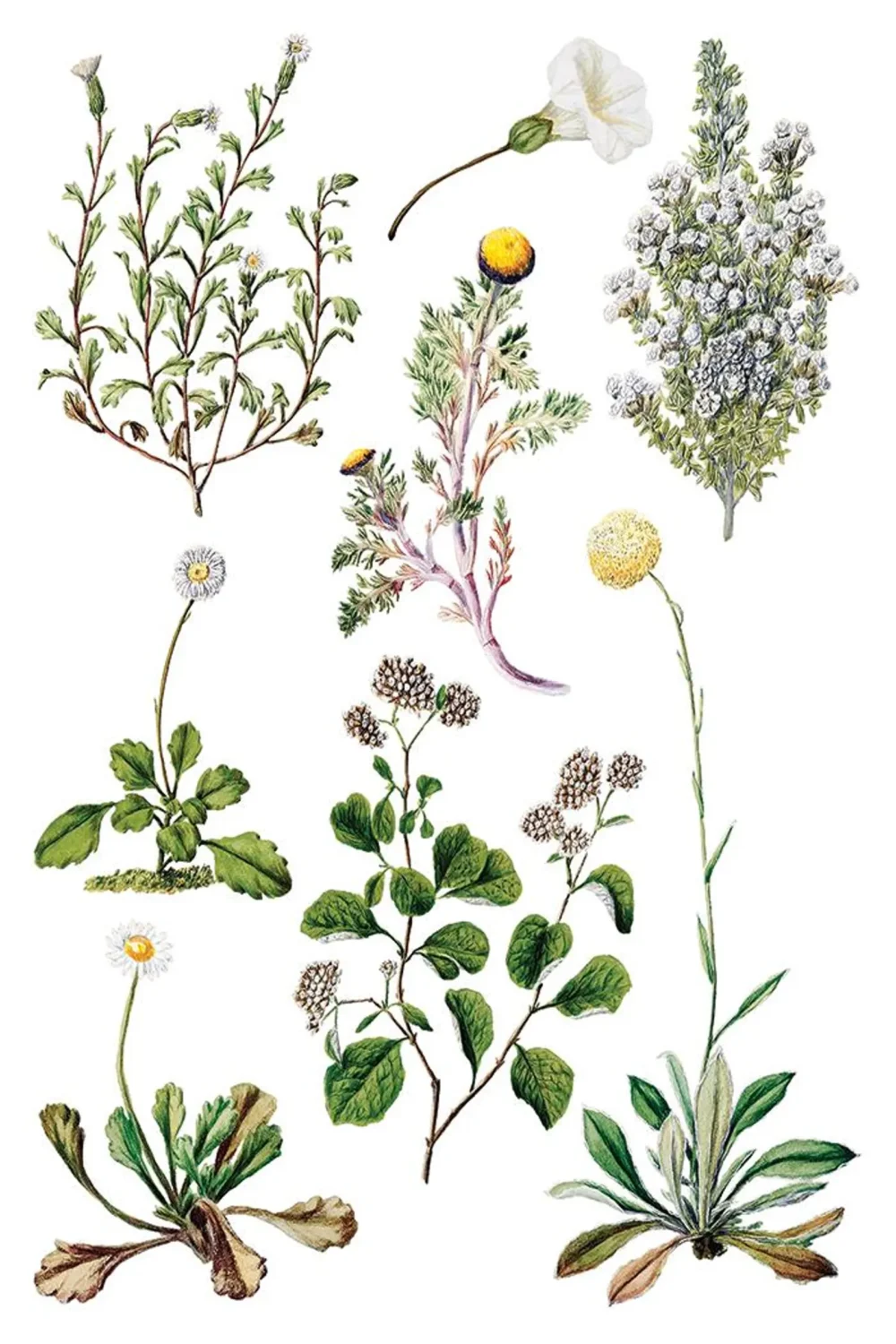 Sarah Featon’s Botanicals transfer decorativ IOD