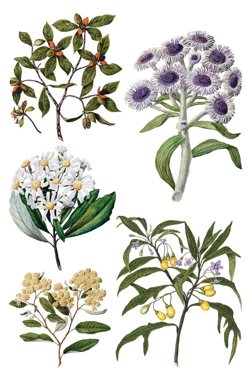 Sarah Featon’s Botanicals transfer decorativ IOD