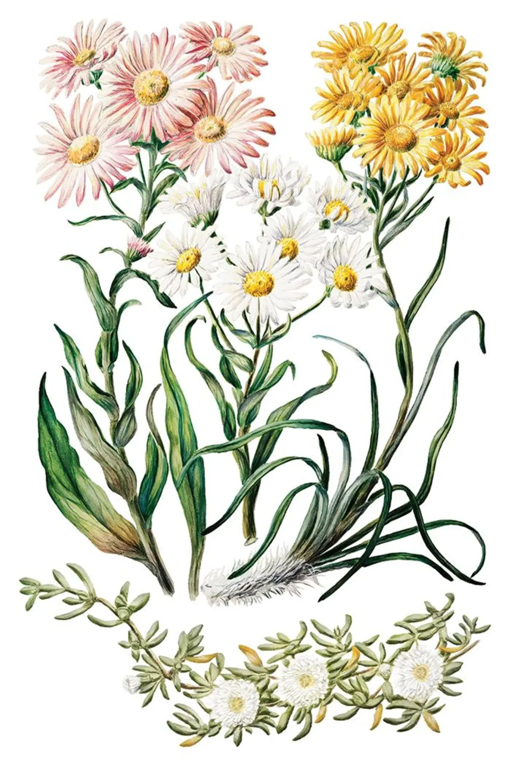Sarah Featon’s Botanicals transfer decorativ IOD