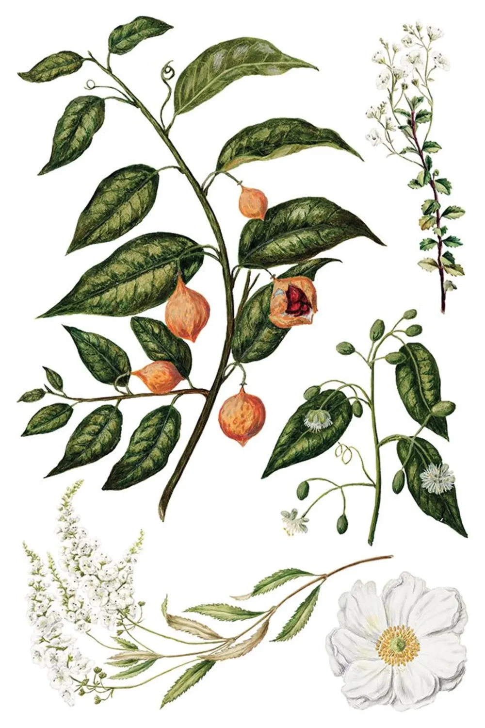 Sarah Featon’s Botanicals transfer decorativ IOD