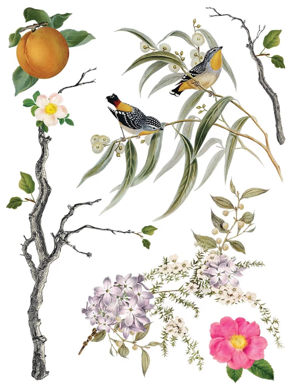 MENAGERIE IOD TRANSFER decorativ motive florale