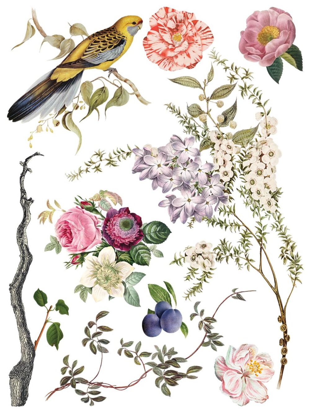 MENAGERIE IOD TRANSFER decorativ motive florale