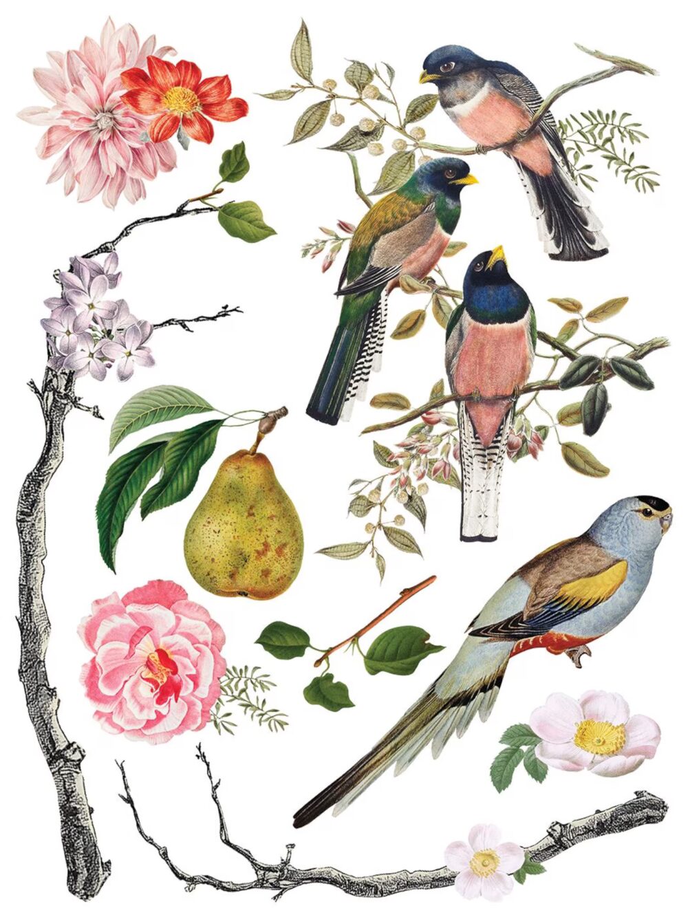 MENAGERIE IOD TRANSFER decorativ motive florale